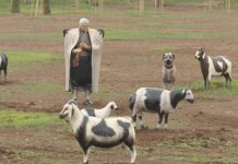 Îro Destpêka Biharê / Ahmed Gezer